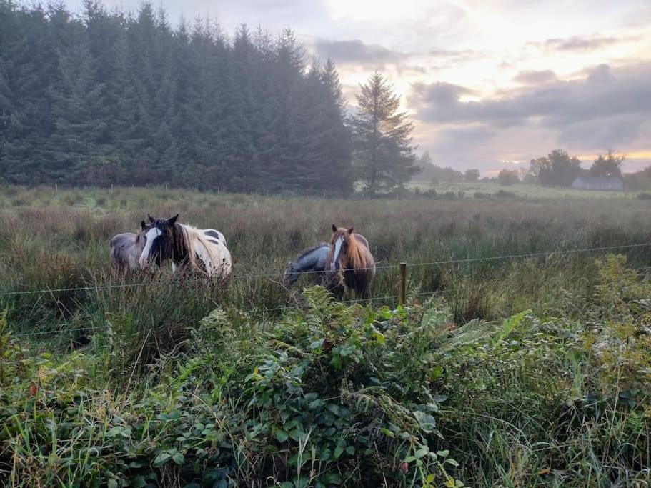 Forest View Cabin Ballaghaderreen エクステリア 写真